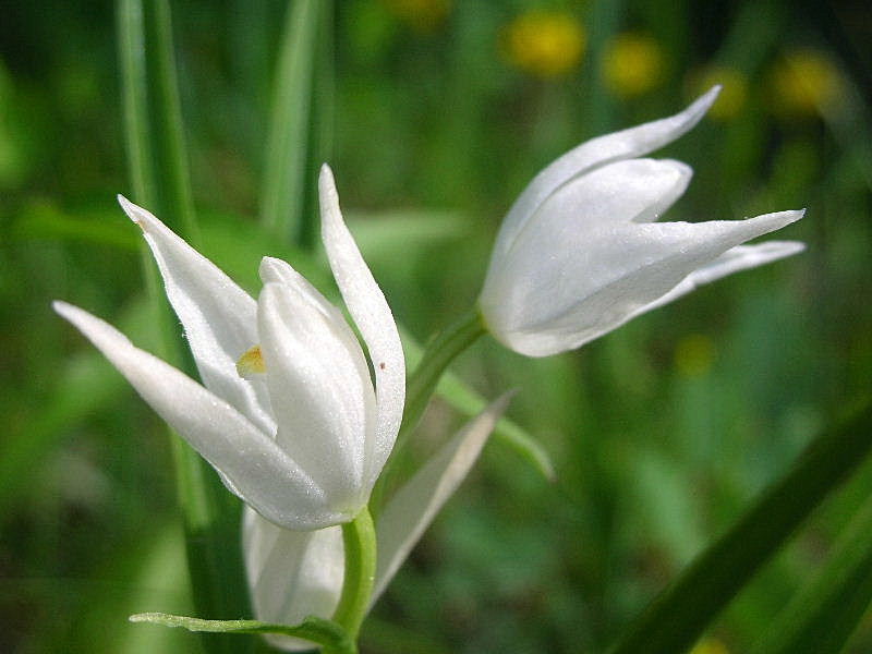 Cephalanthera longifolia / Cefalantera maggiore